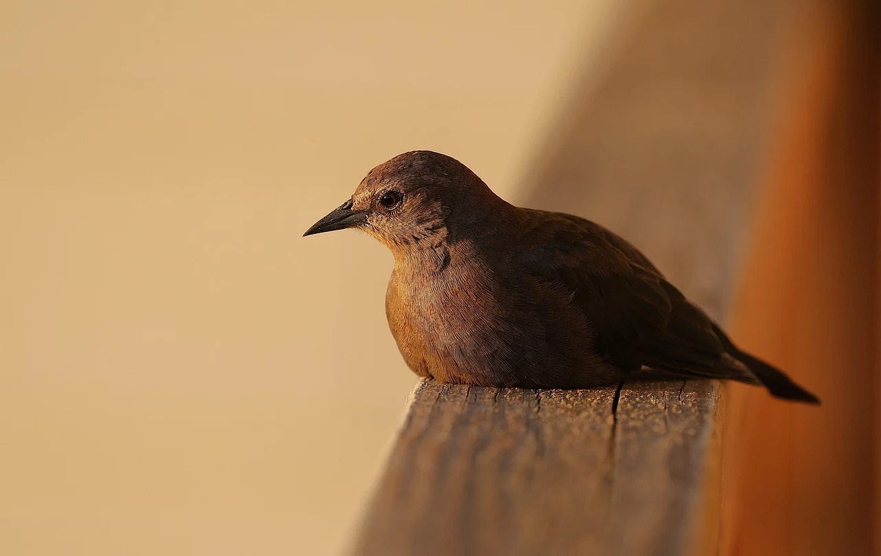 WhatsApp Image 2026 01 30 at 6.23.21 PM